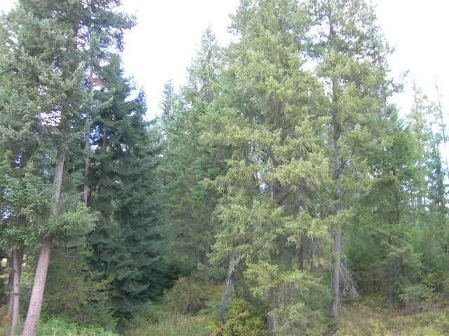 262 Bergen Road Newport, WA 99156 - Photo 11 of 13 Gallery Image 11