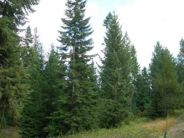 262 Bergen Road Newport, WA 99156 - Photo 10 of 13 Gallery Image 10