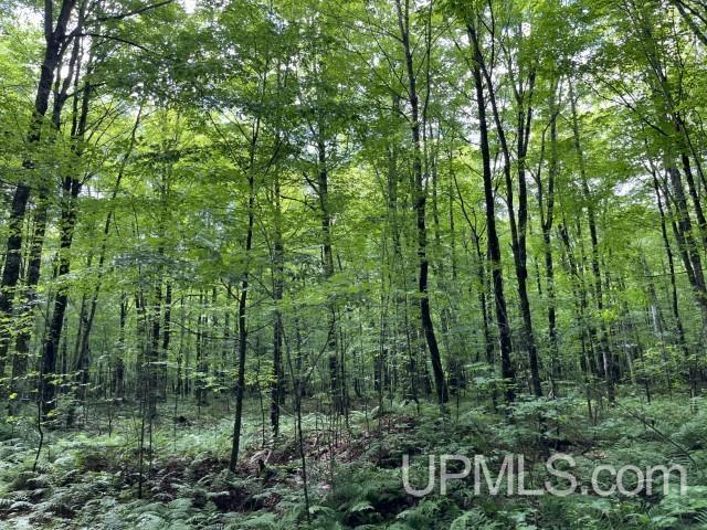 40-acres New DNR Road Crystal Falls, MI 49920 - Photo 6 of 46