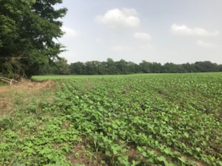 0 Independence Road Millington, TN 38053 - Photo 1 of 1 Gallery Image 1