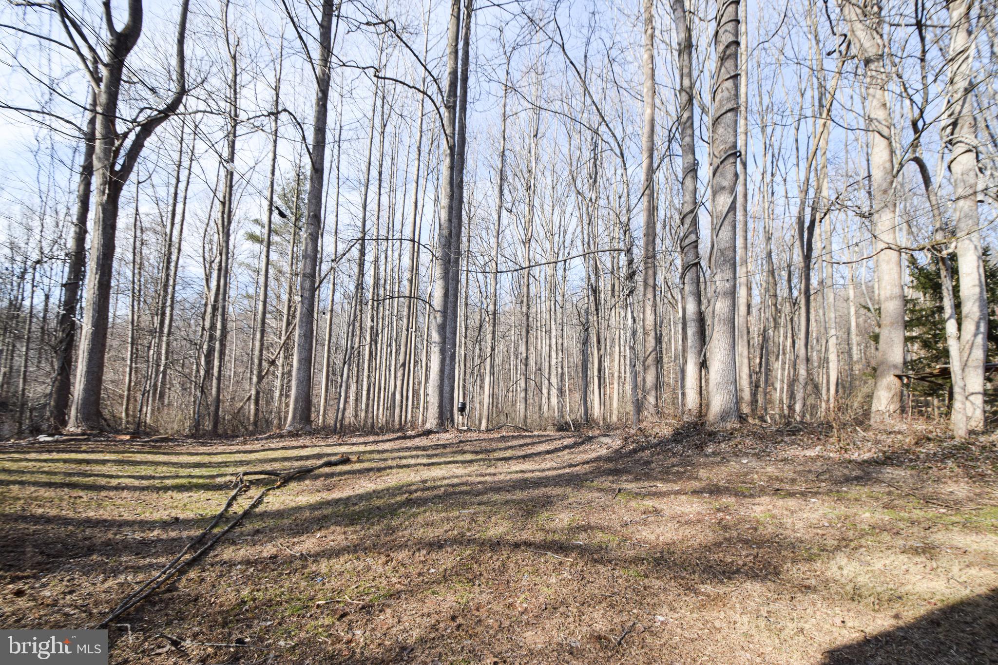 3309 Deer Hill Road Street, MD 21154 - Photo 48 of 54 Wooded Area Behind House