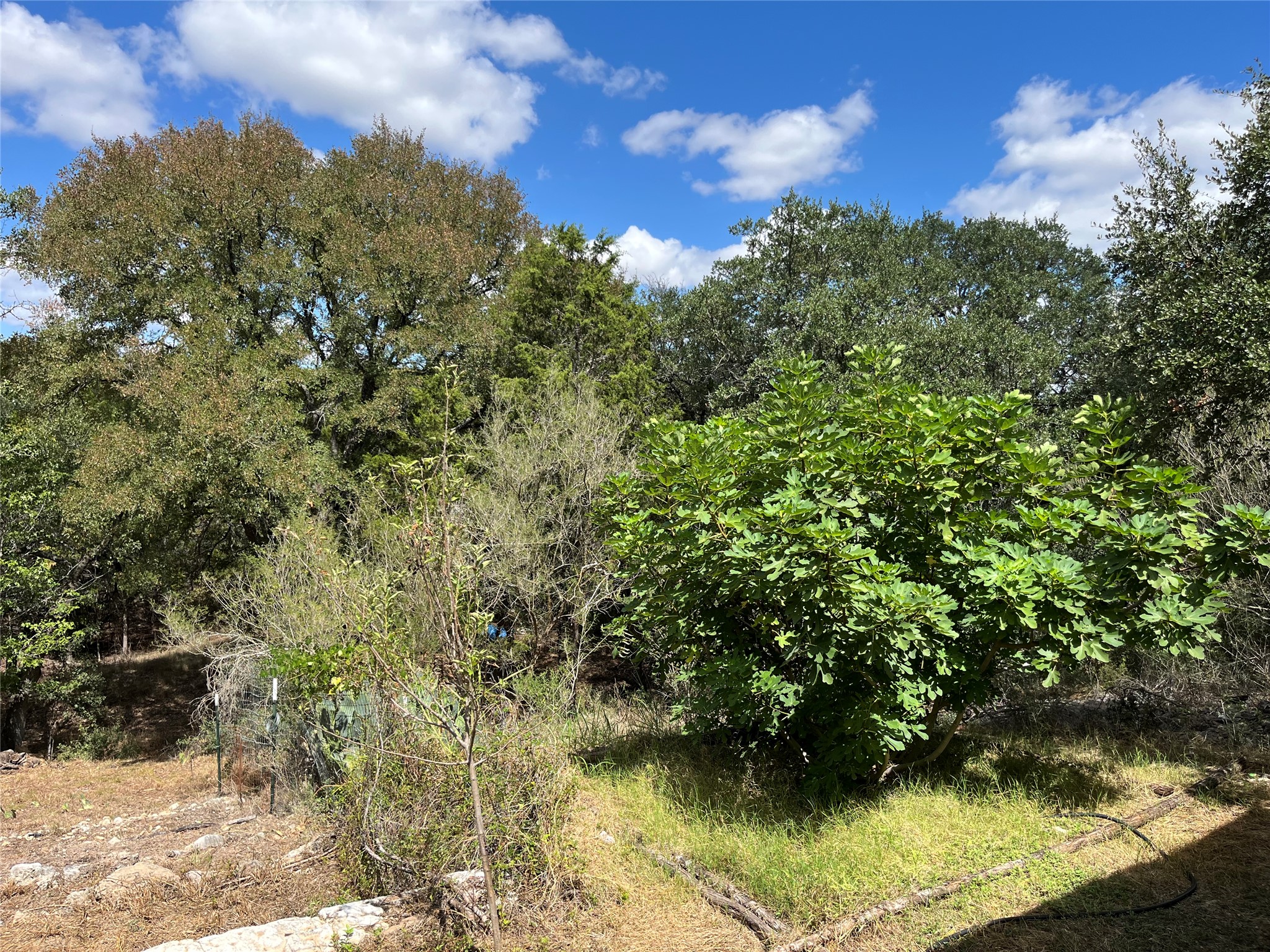 205 Homestead Road Kyle, TX 78640 - Photo 8 of 28 Beautiful view from the back porch