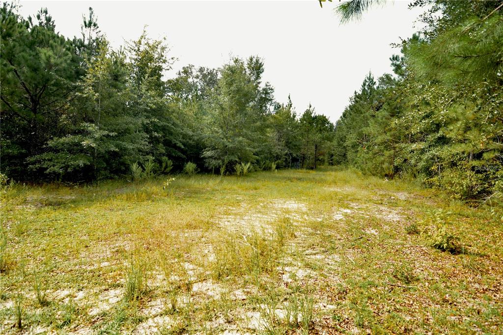 0 Old Federal Road Quincy, FL 32351 - Photo 8 of 81 Gallery Image 8
