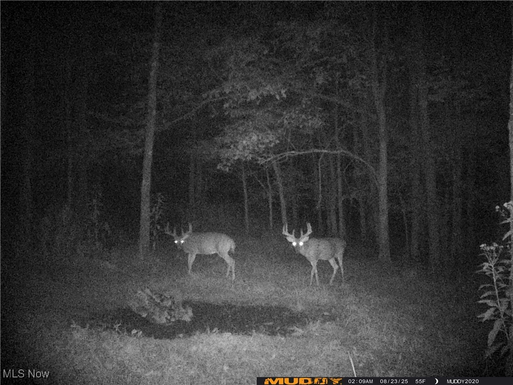 35620 Egypt North Road Barnesville, OH 43713 - Photo 36 of 41 Trail Cam pictures of wildlife on property