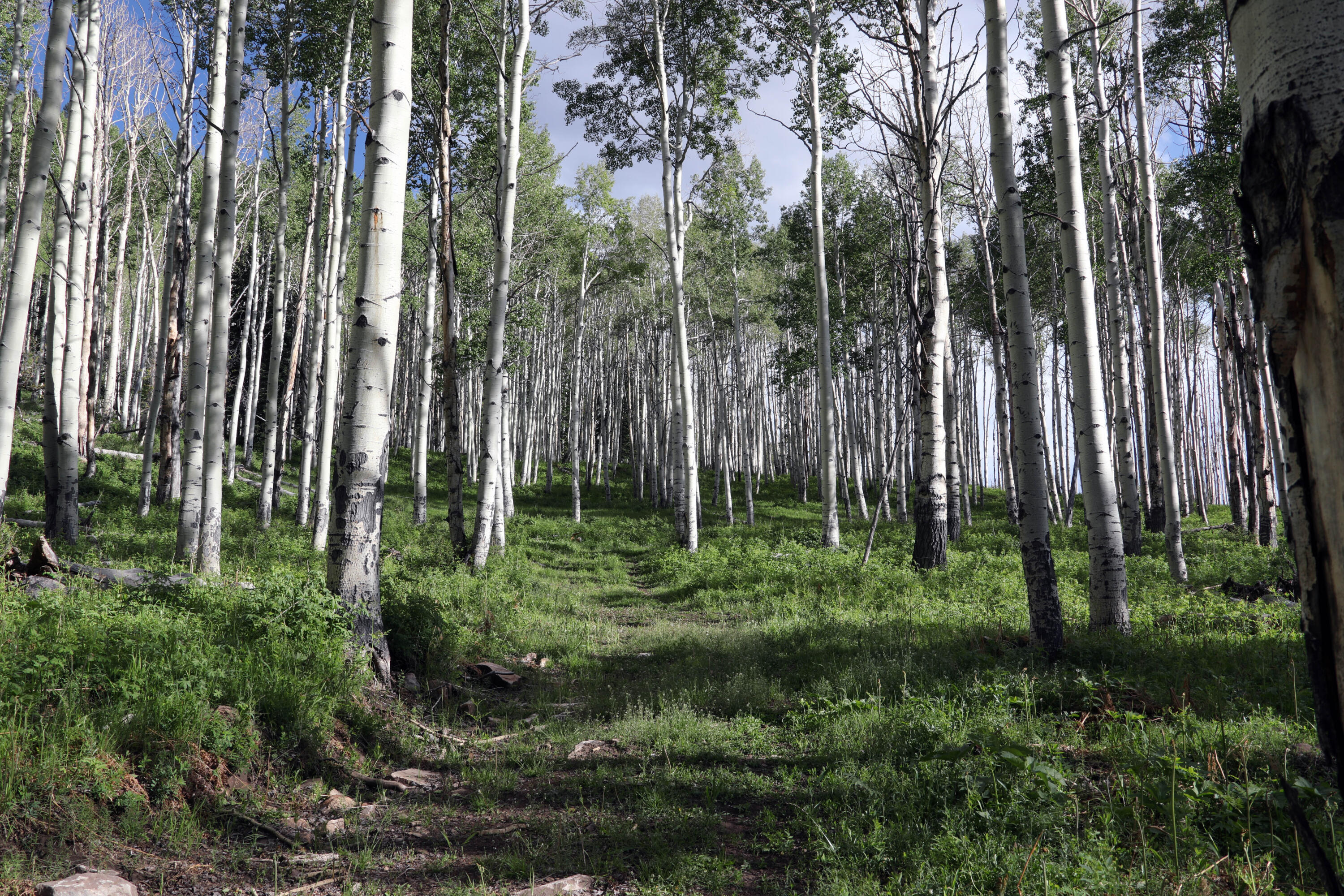 Tbd Tbd Ms Road Road Glade Park, CO 81523 - Photo 4 of 20 Camel_Point_4
