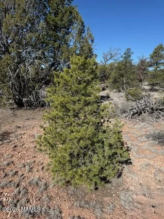 a view of a yard with a tree