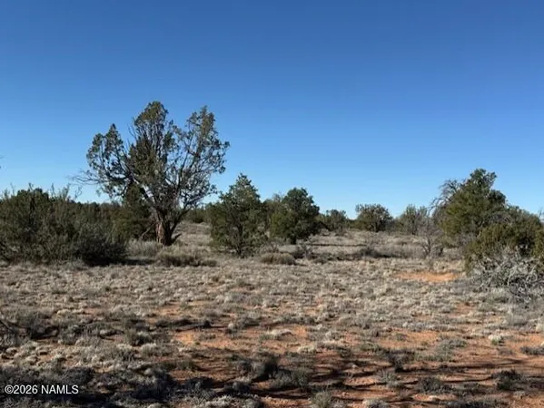 a view of a forest with a tree in the background