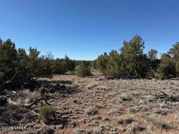 a view of a dry yard with a tree