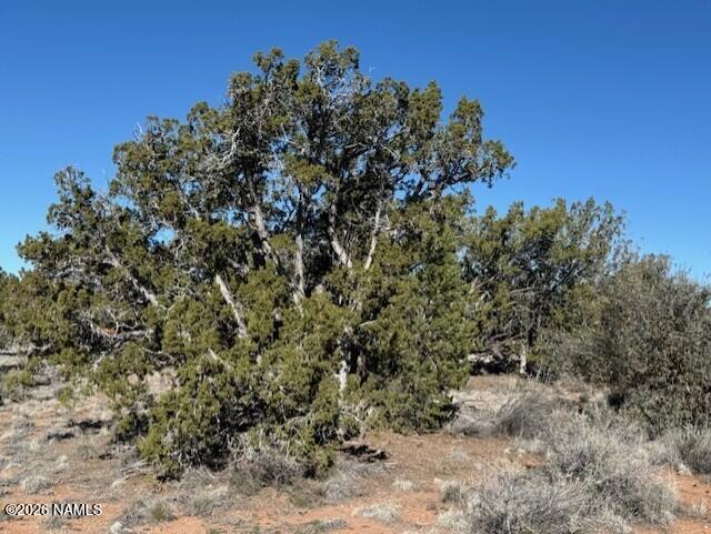 5752 Hidden Ranch Road Williams, AZ 86046 - Photo 15 of 19 a view of a forest with a tree in the background