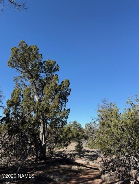 5752 Hidden Ranch Road Williams, AZ 86046 - Photo 4 of 19 a view of a tree
