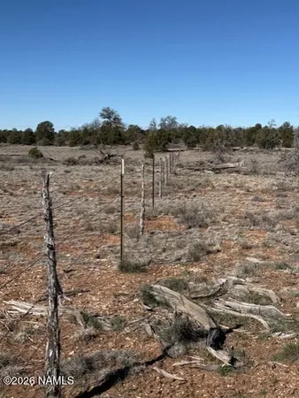 a view of a dry yard with trees