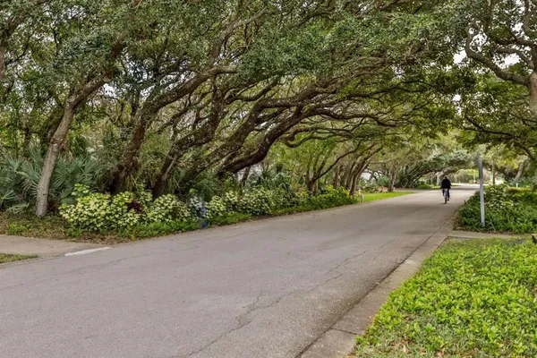 a view of a garden with plants and large trees