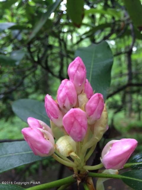 498 Grange Road Mount Pocono, PA 18344 - Photo 31 of 39 Spring Flowers