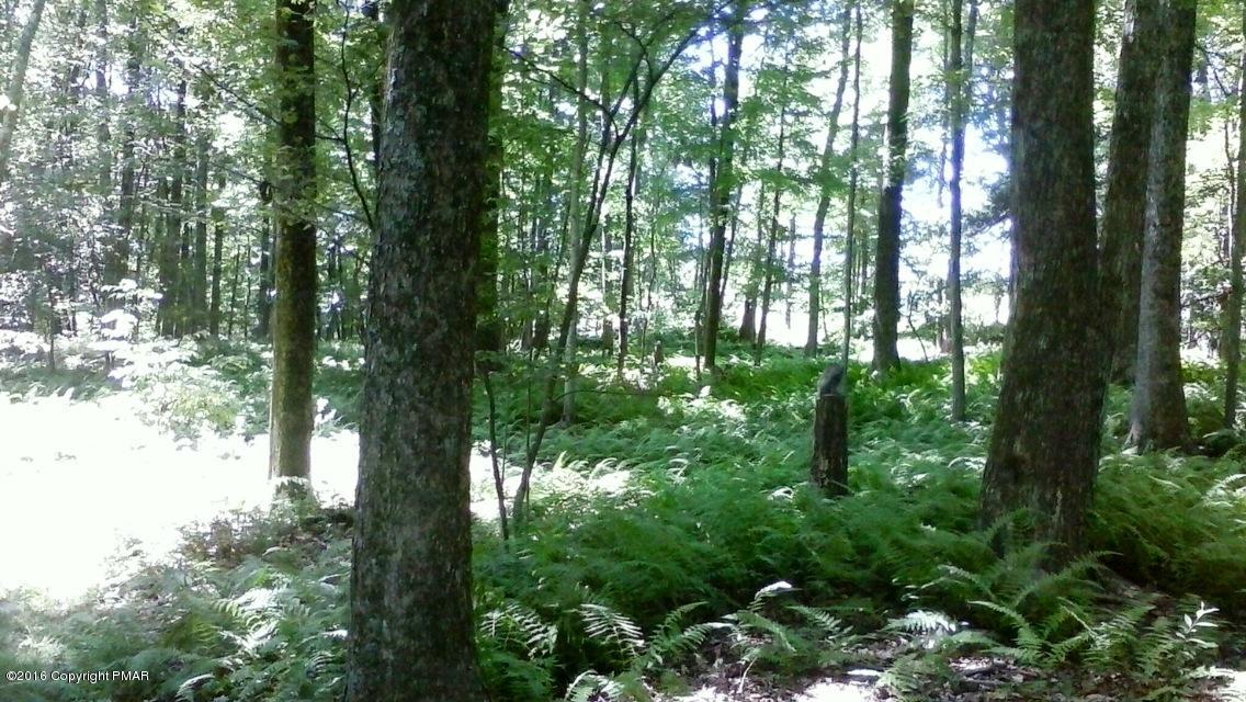 498 Grange Road Mount Pocono, PA 18344 - Photo 38 of 39 Nature