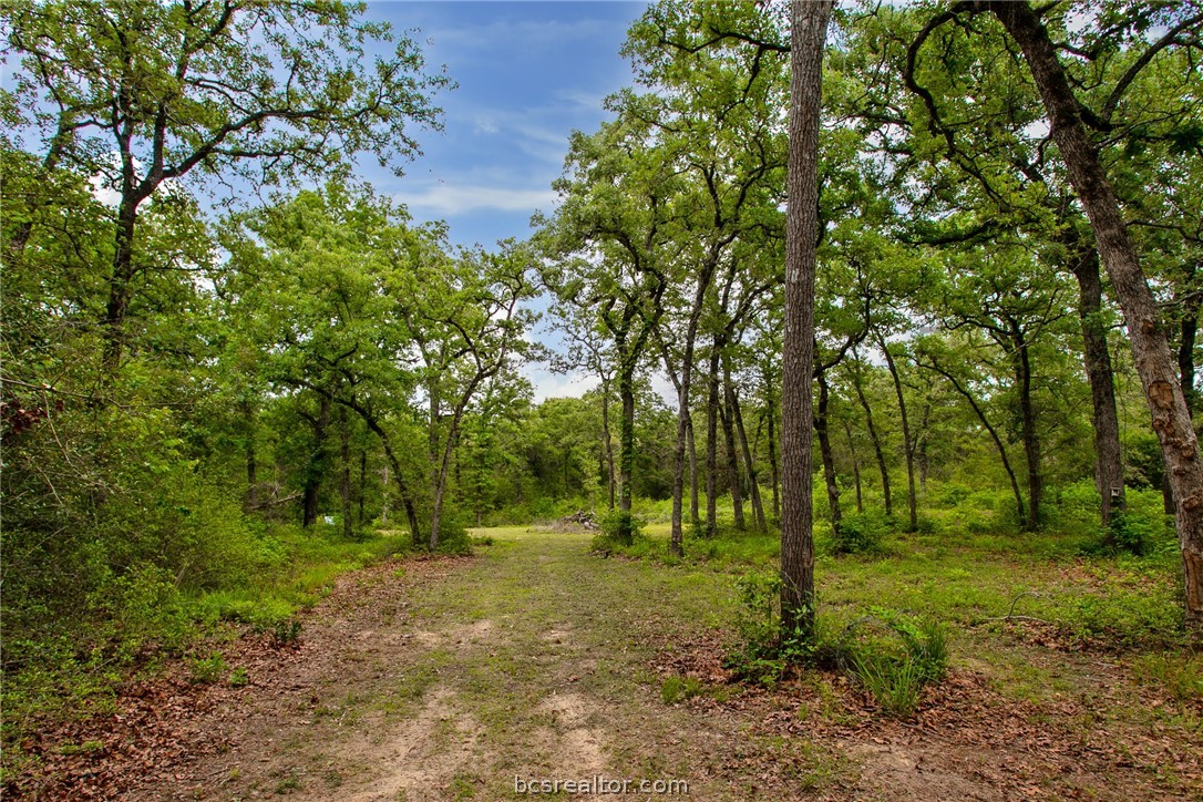 1629 Sawmill Road Franklin, TX 77856 - Photo 40 of 47 a view of outdoor space and trees