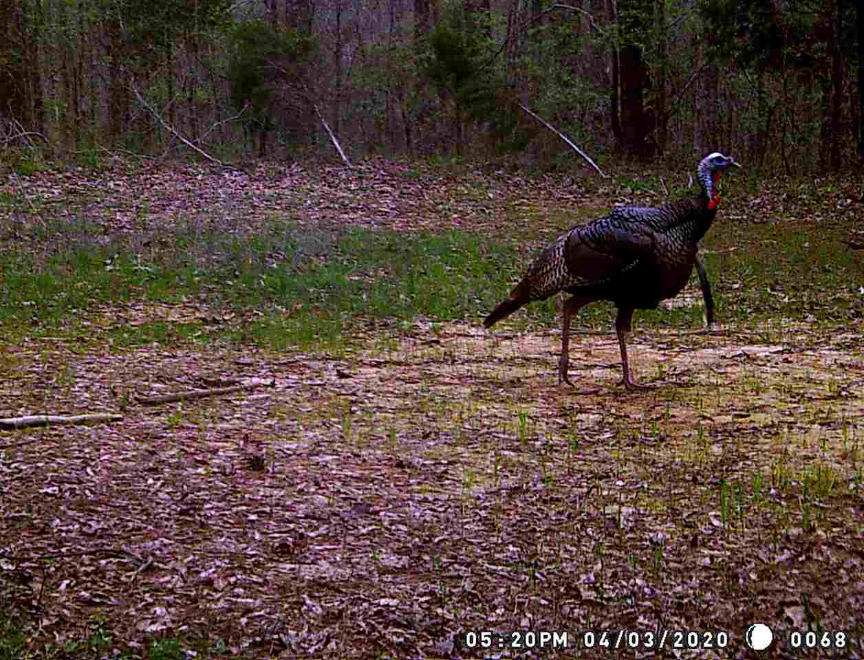 4220 Holder Road Grand Junction, TN 38039 - Photo 8 of 21 Gallery Image 8