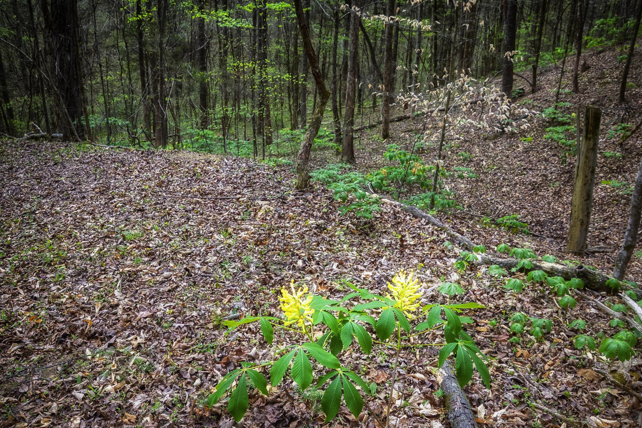 124 Gothard Road Sale Creek, TN 37373 - Photo 36 of 56