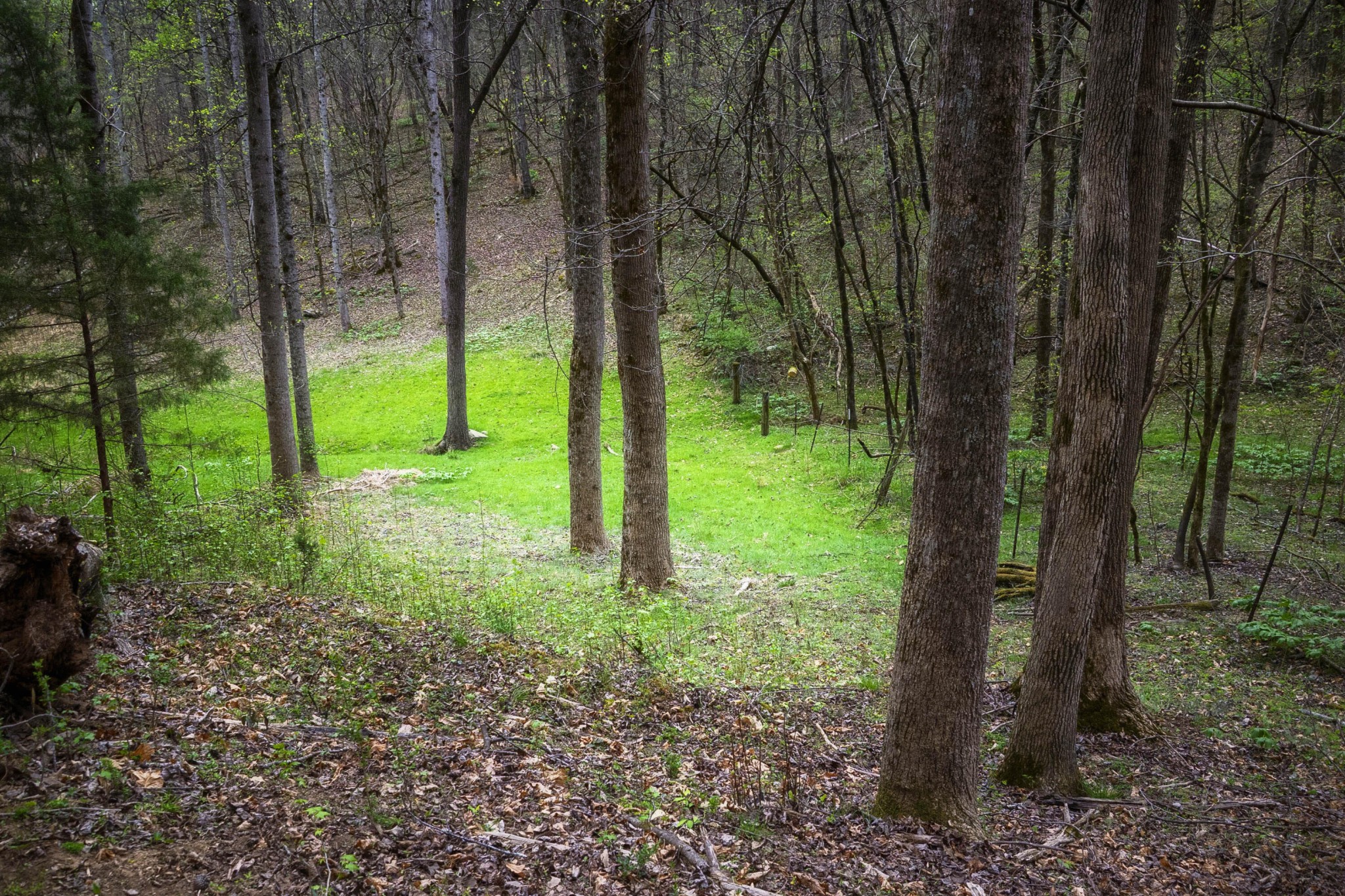 124 Gothard Road Sale Creek, TN 37373 - Photo 38 of 56 a view of lush green forest