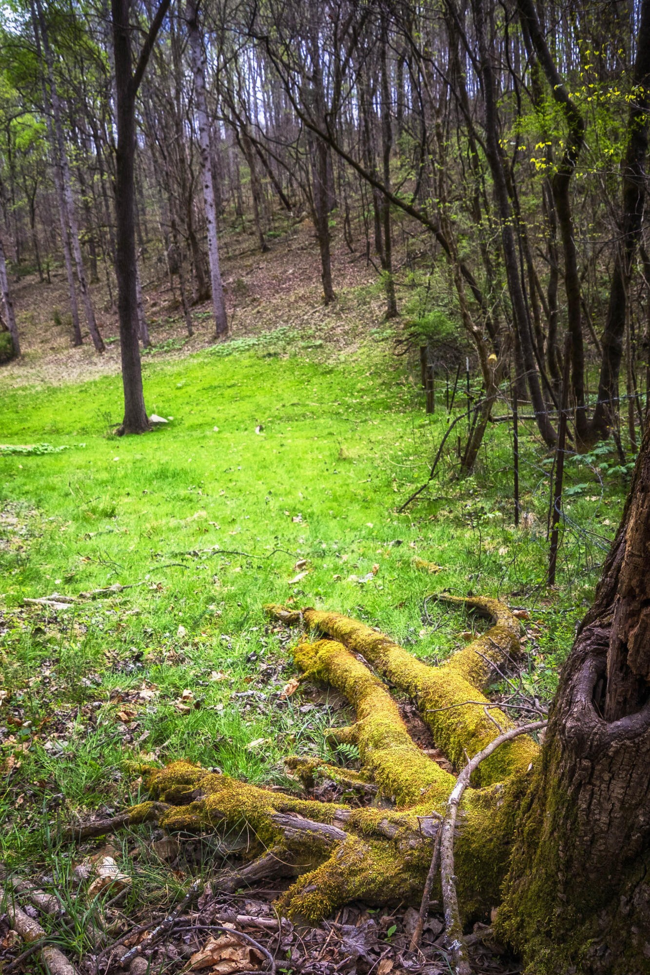 124 Gothard Road Sale Creek, TN 37373 - Photo 39 of 56 a backyard of a house with lots of green space