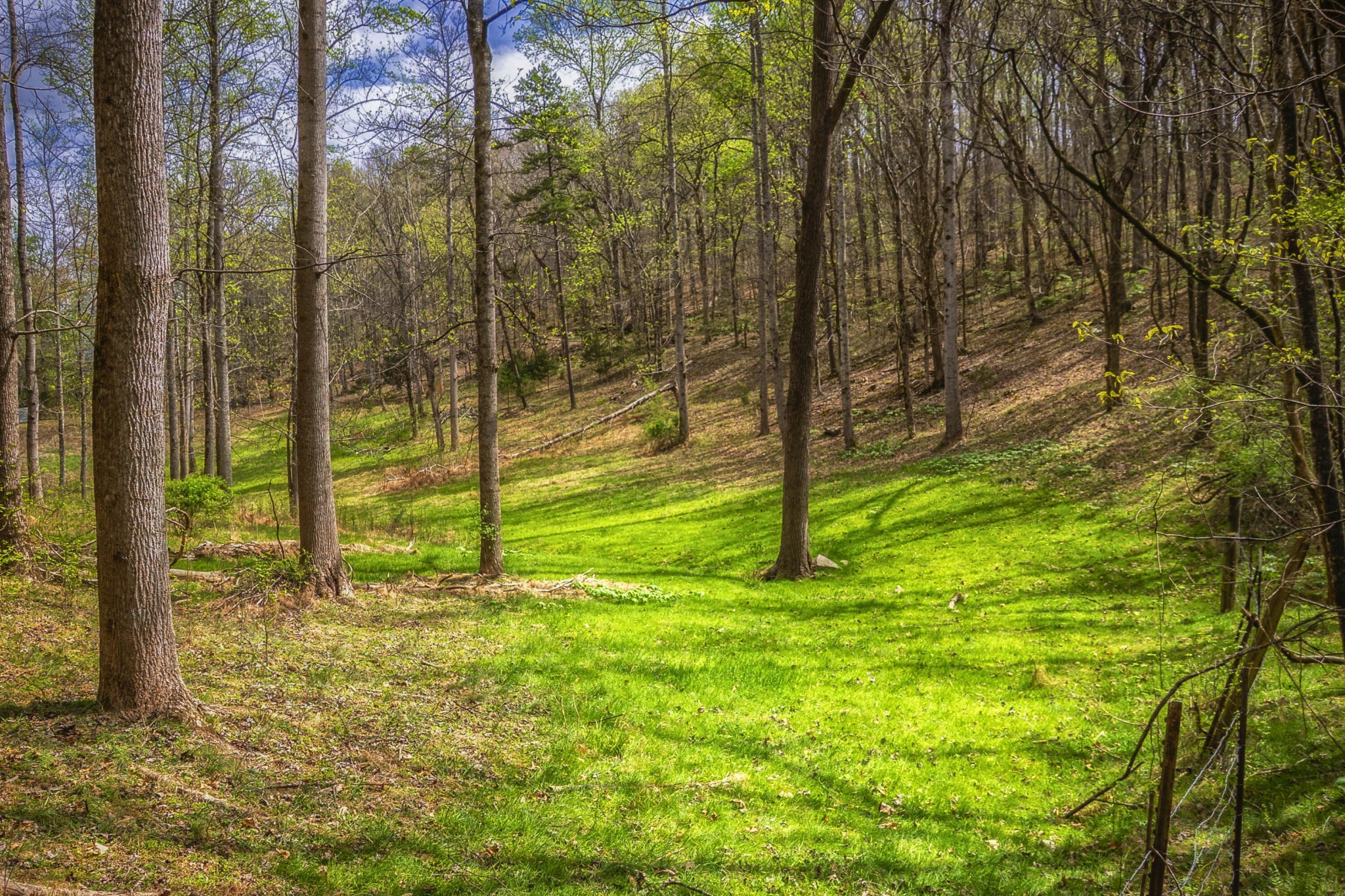 124 Gothard Road Sale Creek, TN 37373 - Photo 43 of 56 a view of yard with green space