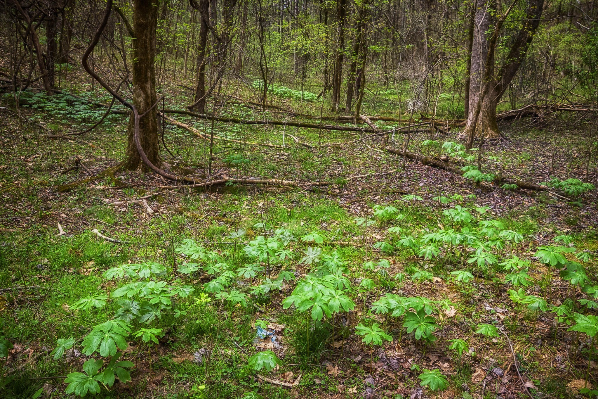 124 Gothard Road Sale Creek, TN 37373 - Photo 44 of 56