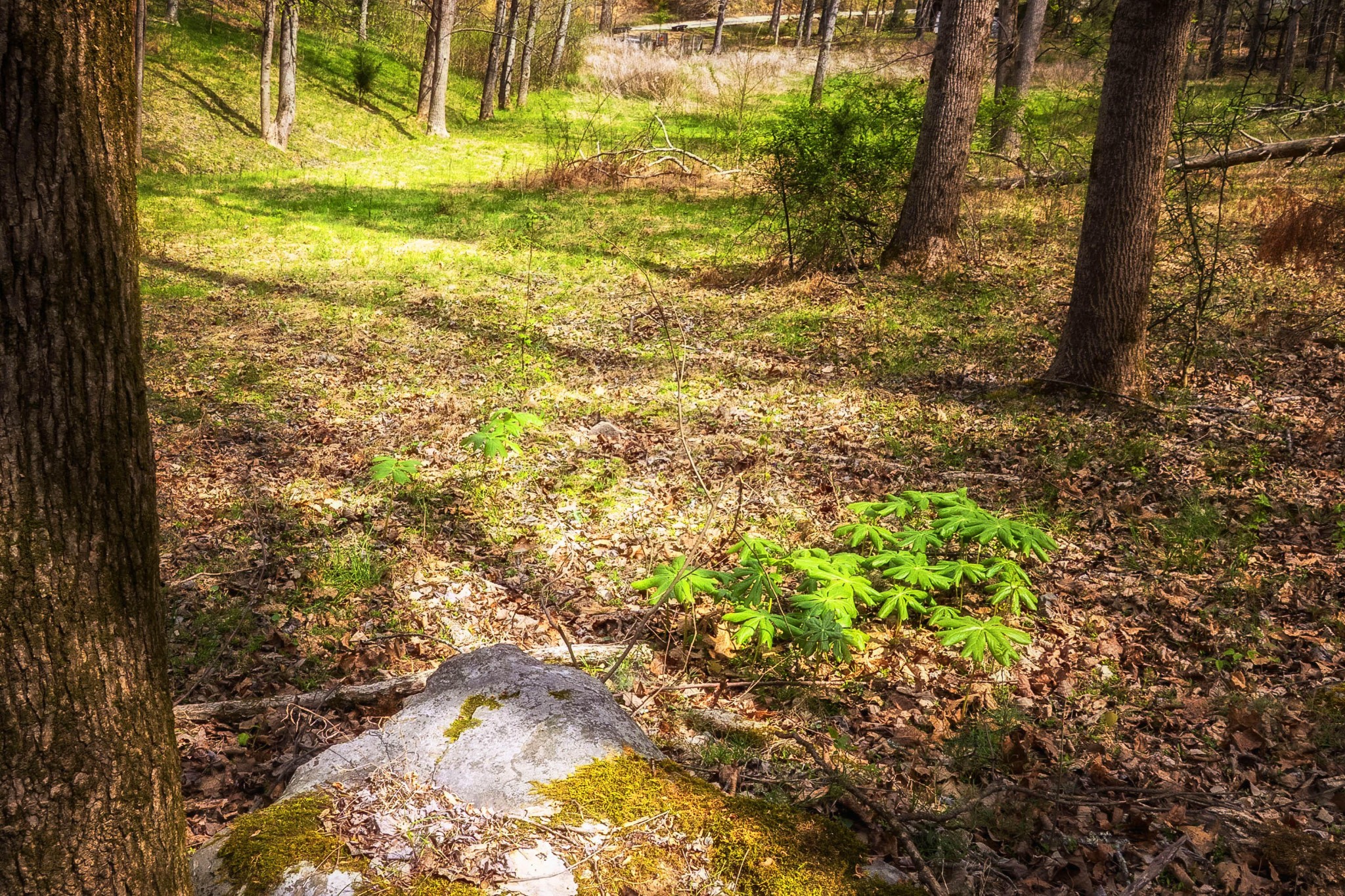 124 Gothard Road Sale Creek, TN 37373 - Photo 49 of 56 a view of a yard with an tree