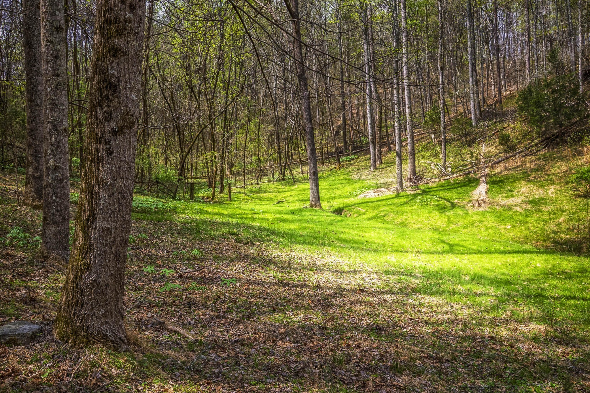 124 Gothard Road Sale Creek, TN 37373 - Photo 50 of 56 a view of a yard with a tree