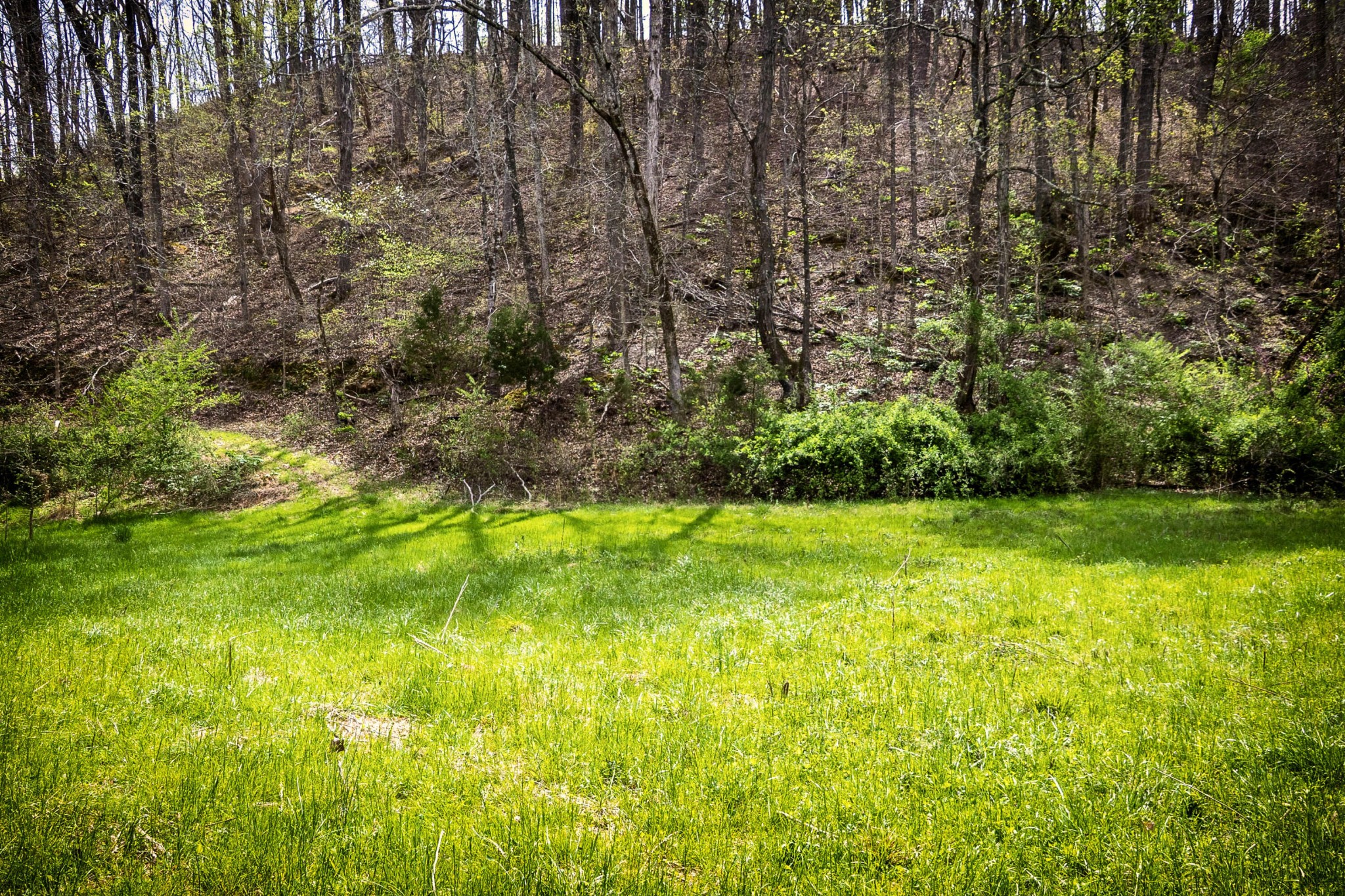 124 Gothard Road Sale Creek, TN 37373 - Photo 55 of 56 a view of yard with green space