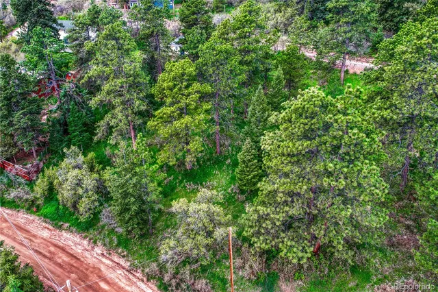 a view of a forest that has a tree