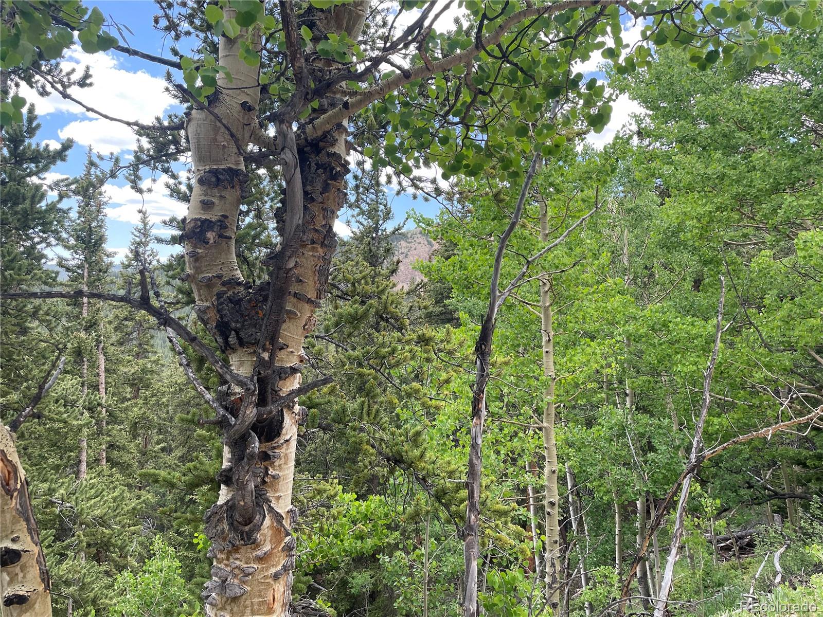 847 County Road 787 Alma, CO 80420 - Photo 8 of 22