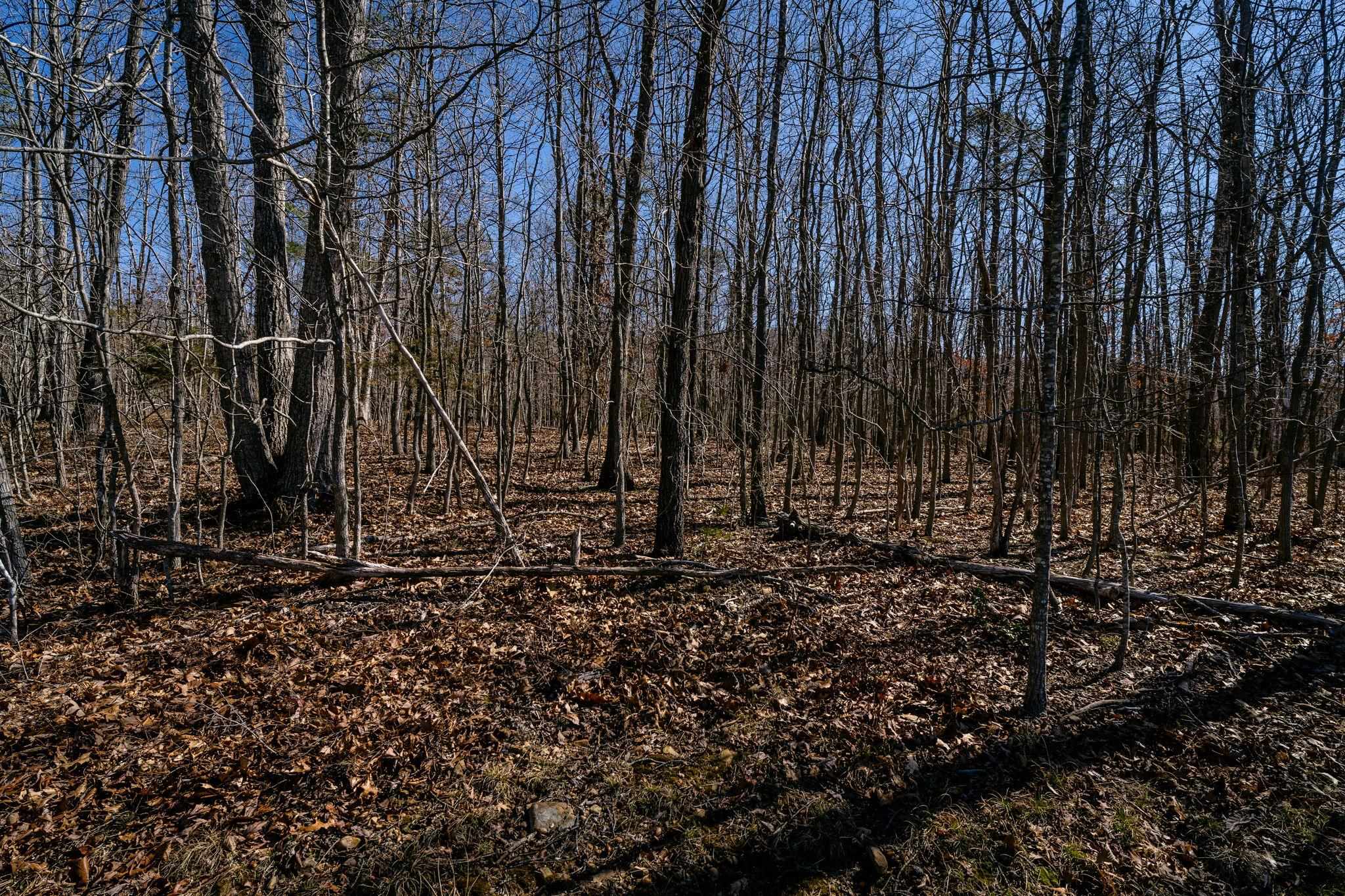 Tbd Kemble Spring Lane Elkton, VA 22827 - Photo 18 of 29 a view of a backyard with large trees