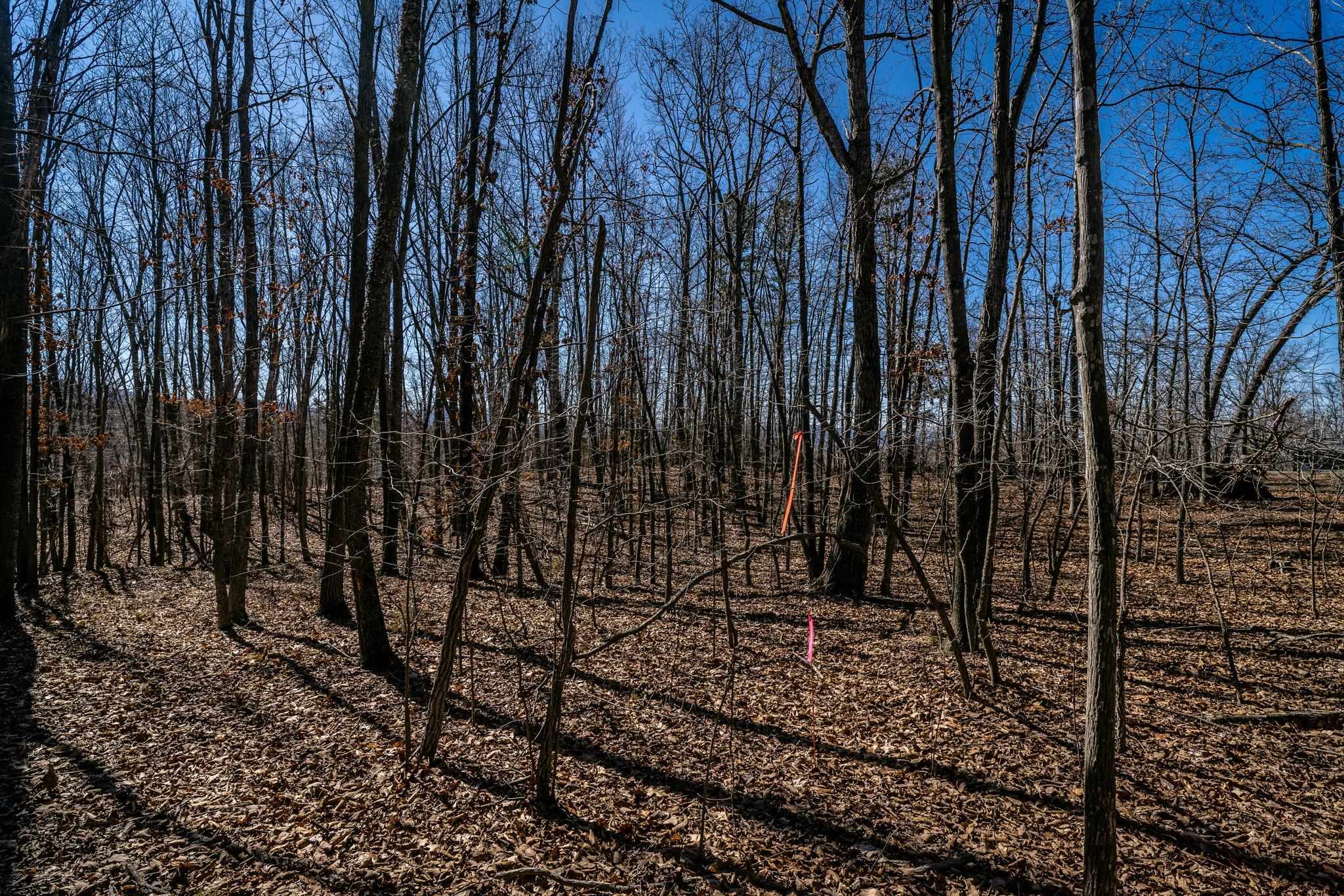 Tbd Kemble Spring Lane Elkton, VA 22827 - Photo 19 of 29 a view of a backyard