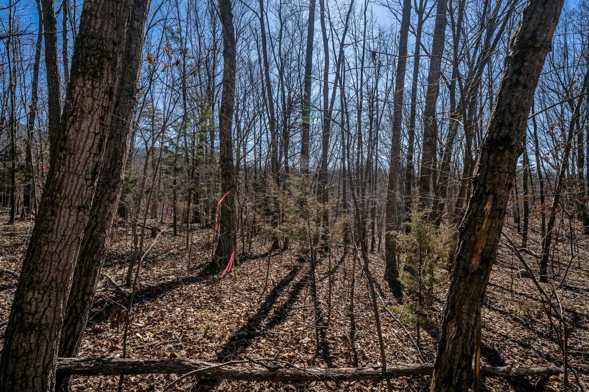 Tbd Kemble Spring Lane Elkton, VA 22827 - Photo 20 of 29 a view of a yard with lots of bushes
