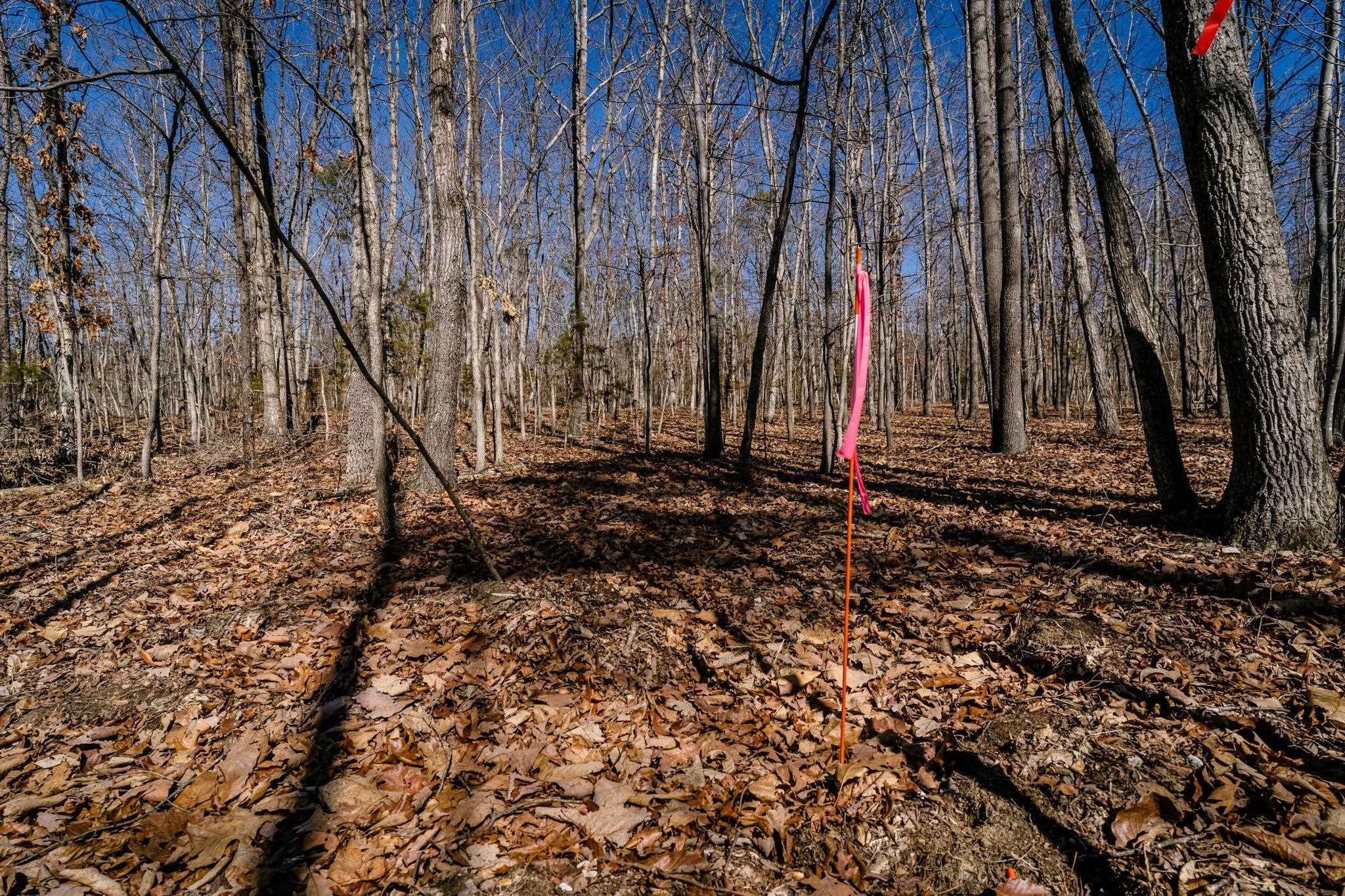 Tbd Kemble Spring Lane Elkton, VA 22827 - Photo 24 of 29 a backyard of a house with lots of tall trees