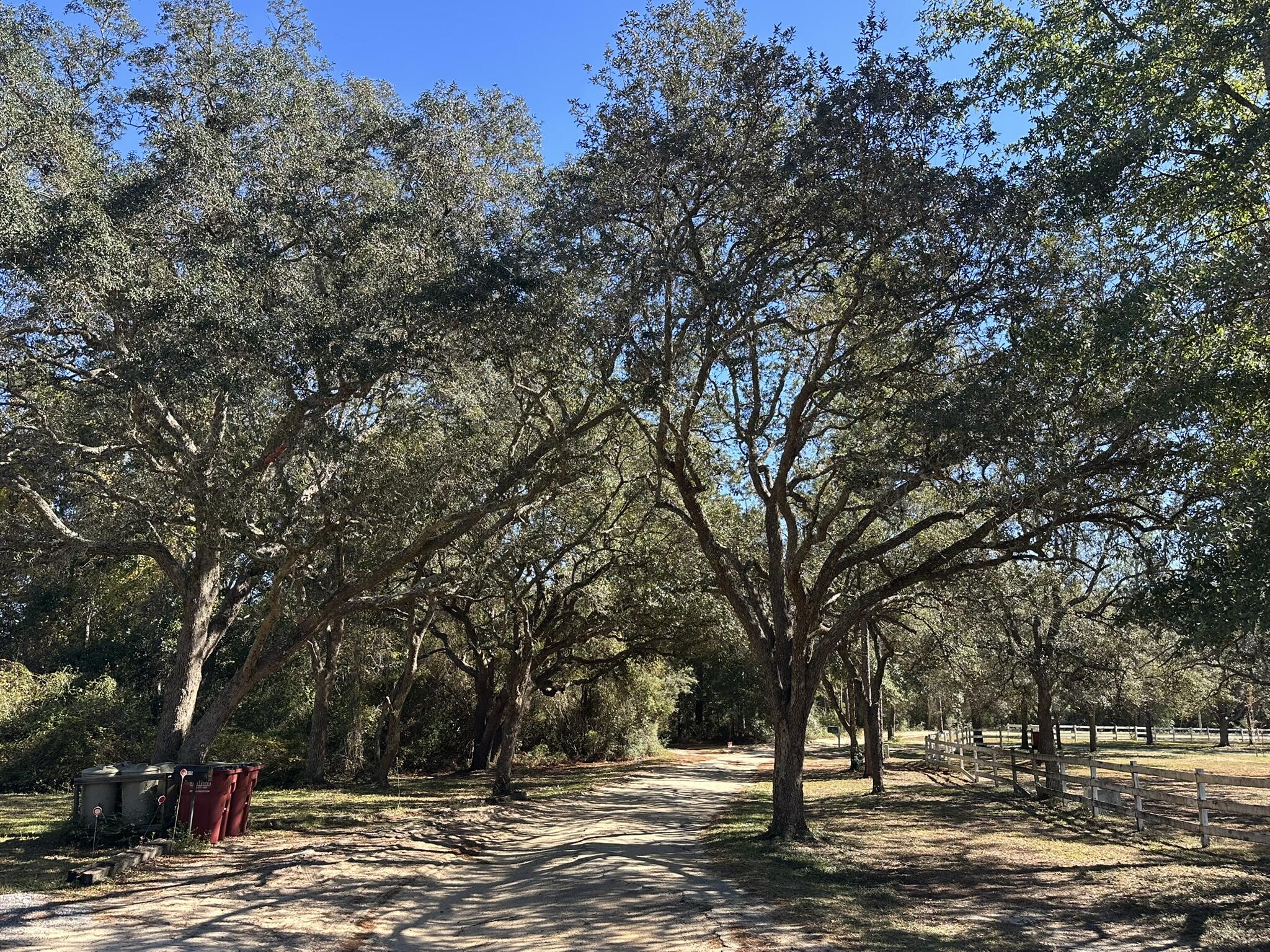 a view of a yard with a tree