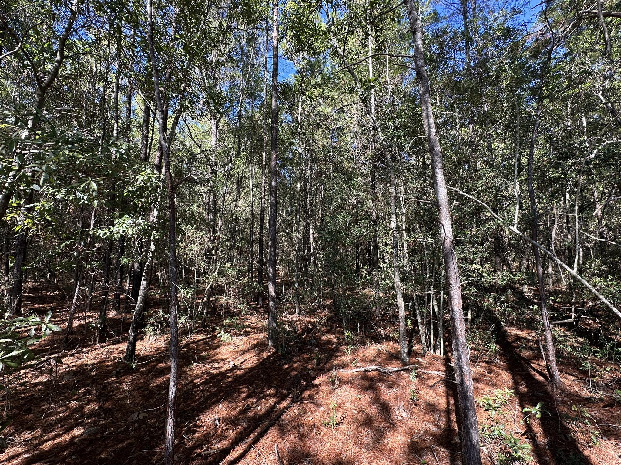 Parcel Hh Parcel Hh Pine Crestview, FL 32539 - Photo 4 of 7 a view of a yard with a tree