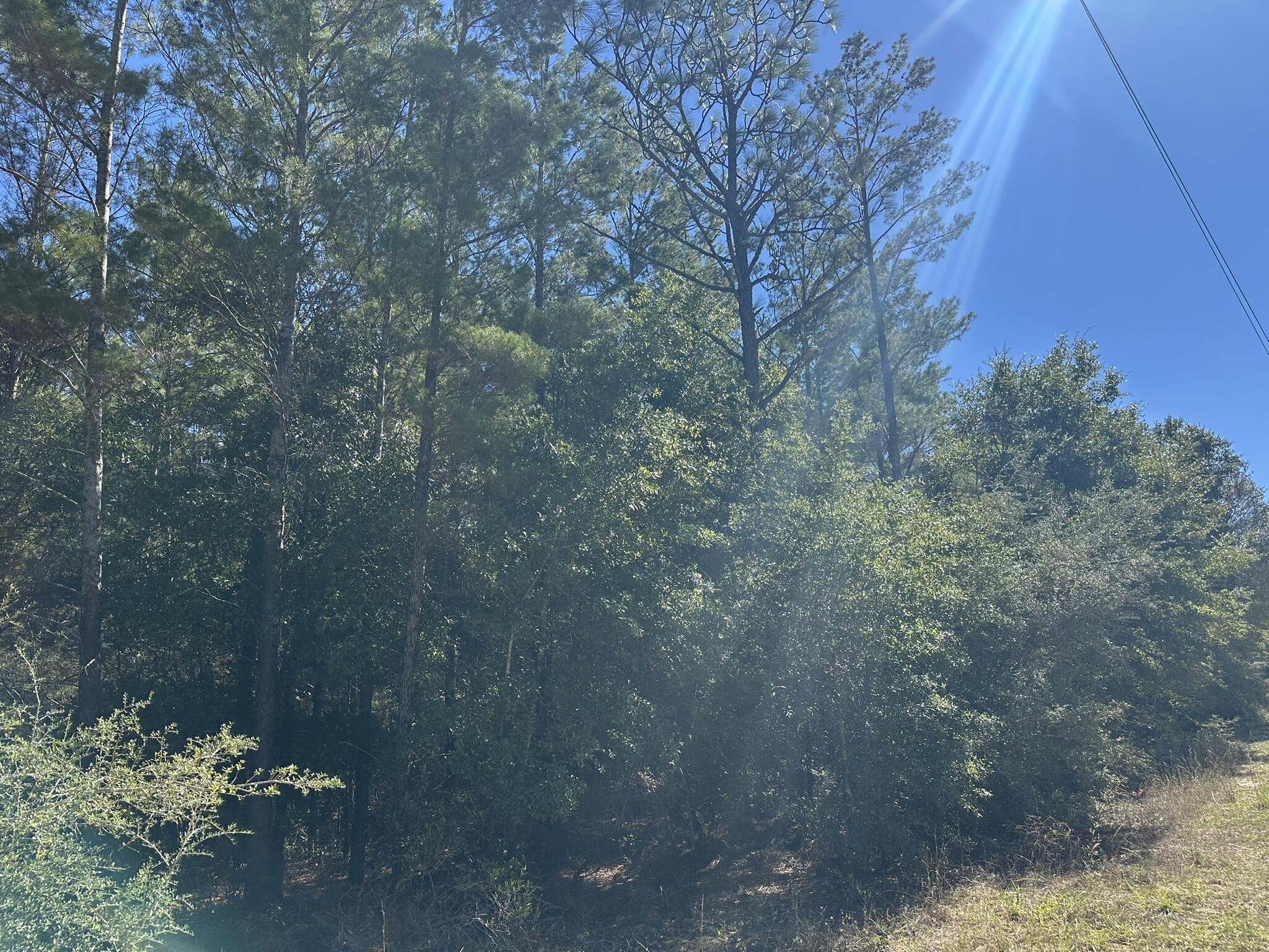 Parcel Hh Parcel Hh Pine Crestview, FL 32539 - Photo 5 of 7 a view of a forest with a yard