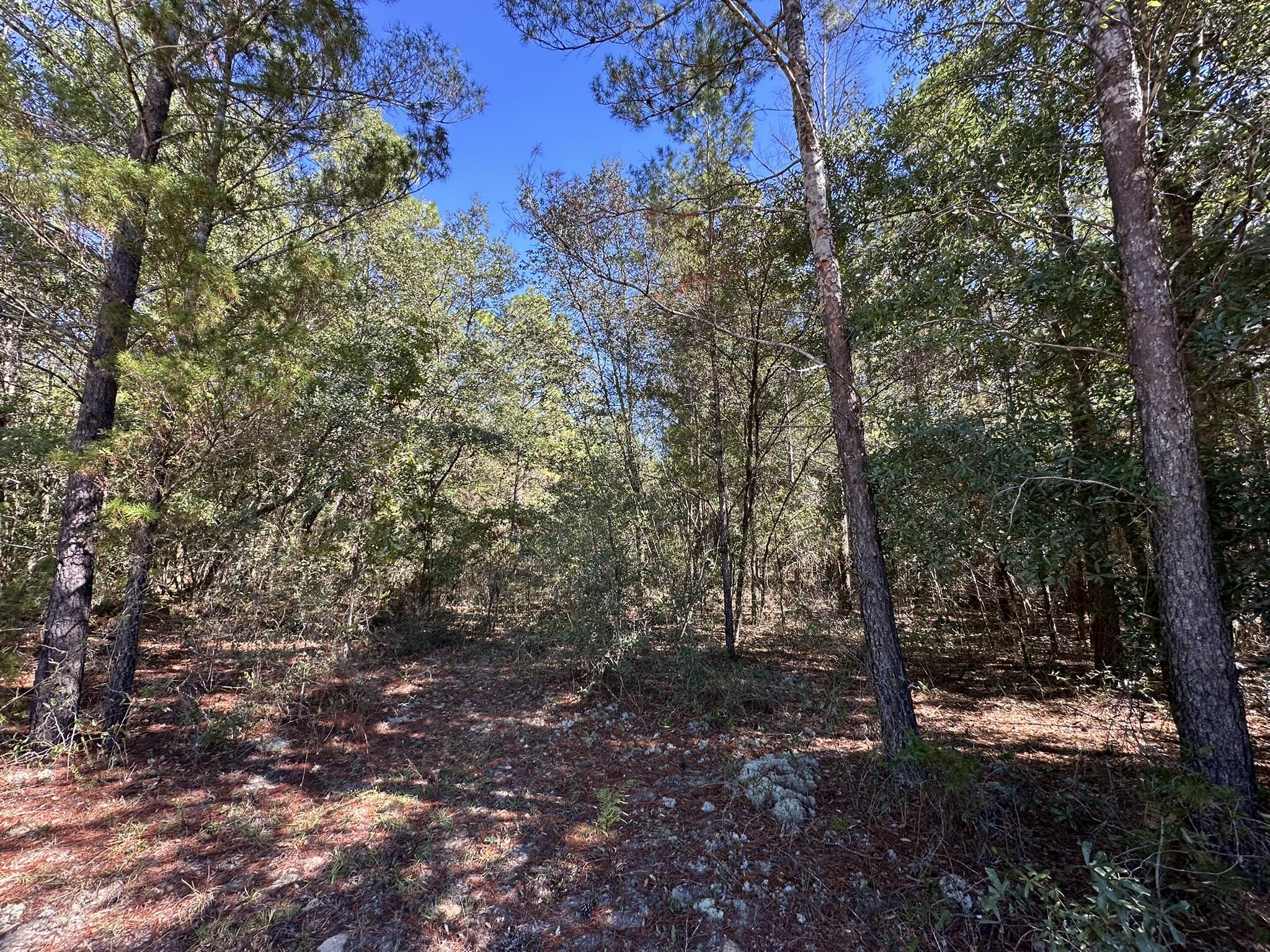 Parcel Hh Parcel Hh Pine Crestview, FL 32539 - Photo 6 of 7 a view of a forest