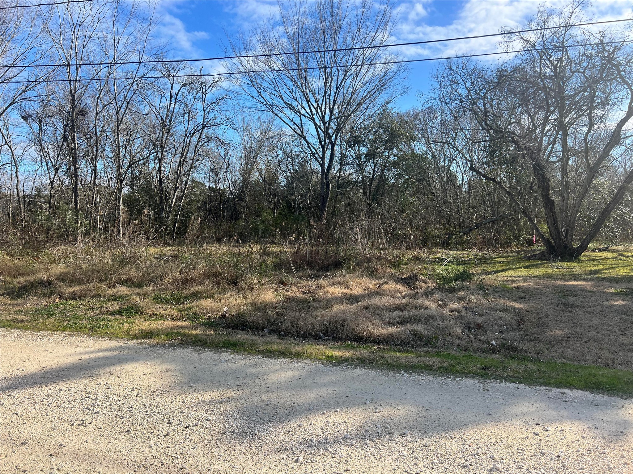 a view of a yard with a tree