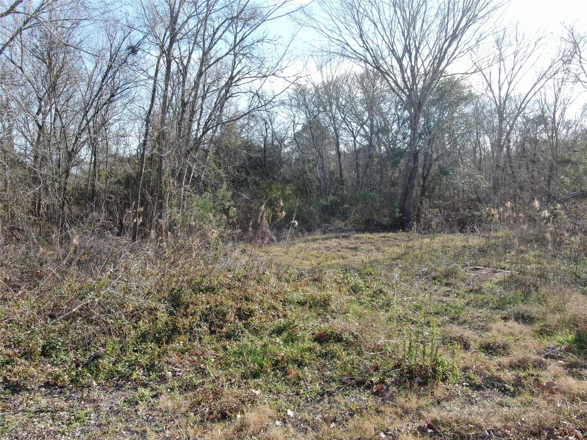 7603 Jordan Road Hitchcock, TX 77563 - Photo 7 of 10 a view of outdoor space and trees
