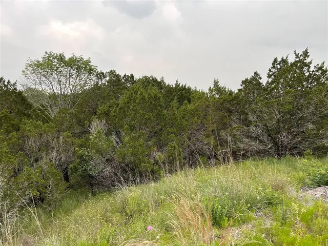 a view of a garden with a tree