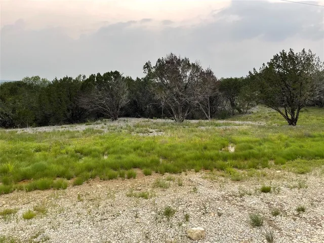 a view of a forest with large trees