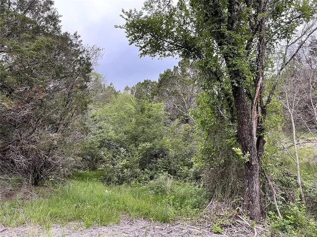 a view of a forest with trees in the background