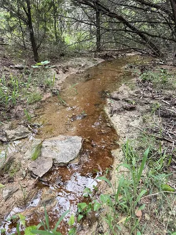 a view of a yard with plants and large trees