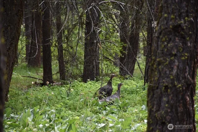 a plant with lots of trees