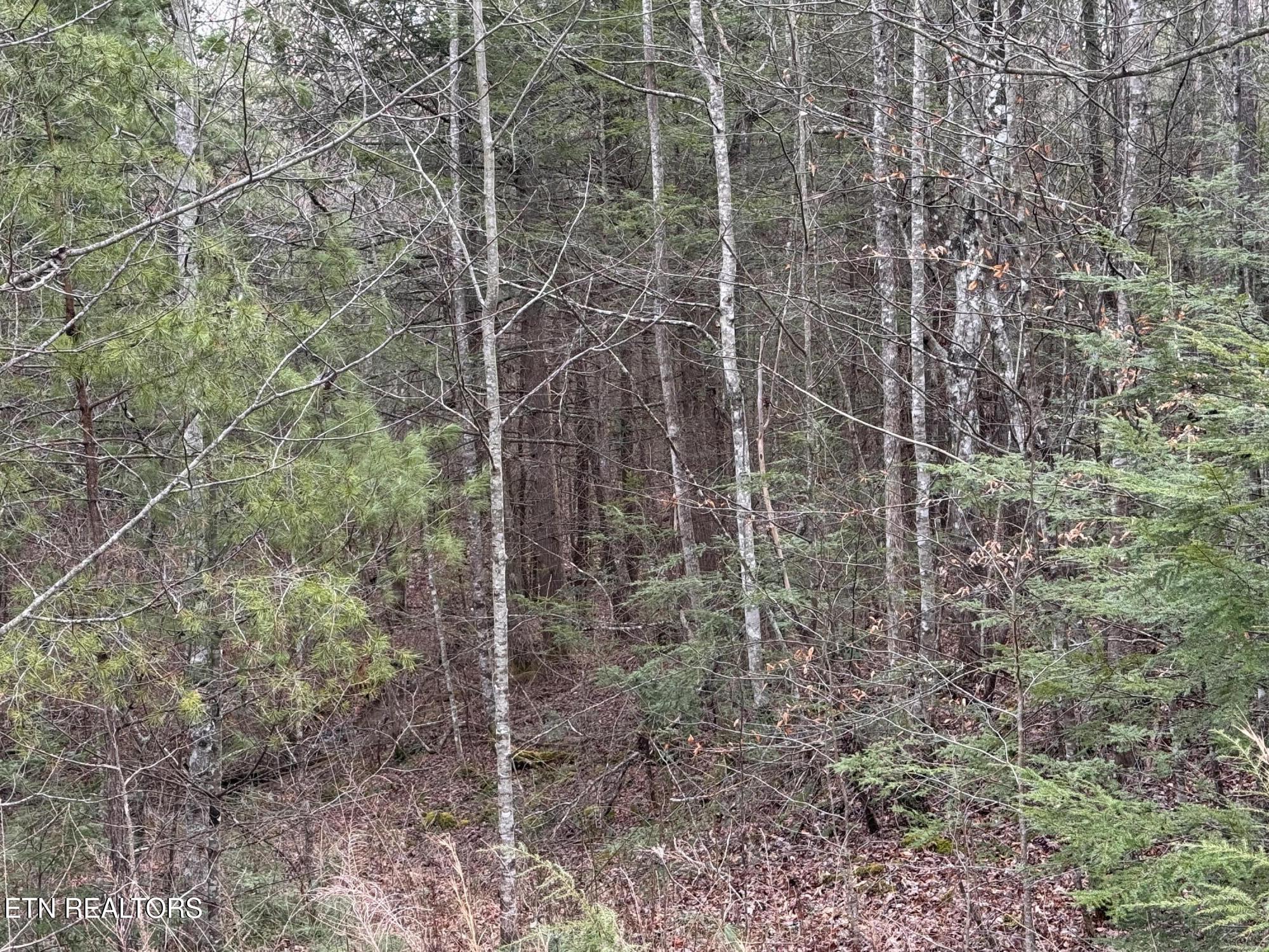 Hollow Lane Oneida, TN 37841 - Photo 11 of 30 IMG_7069