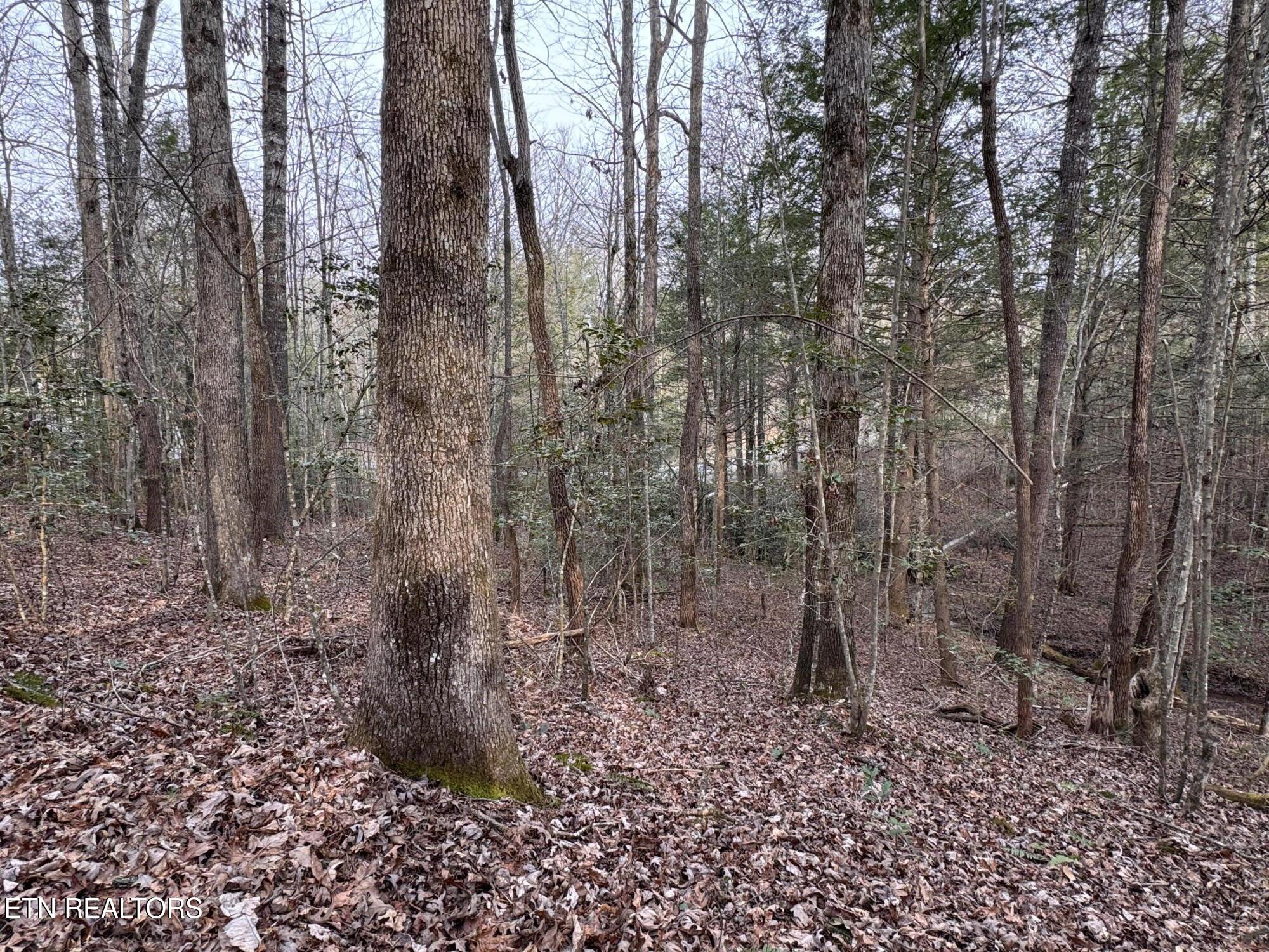 Hollow Lane Oneida, TN 37841 - Photo 13 of 30 IMG_7075