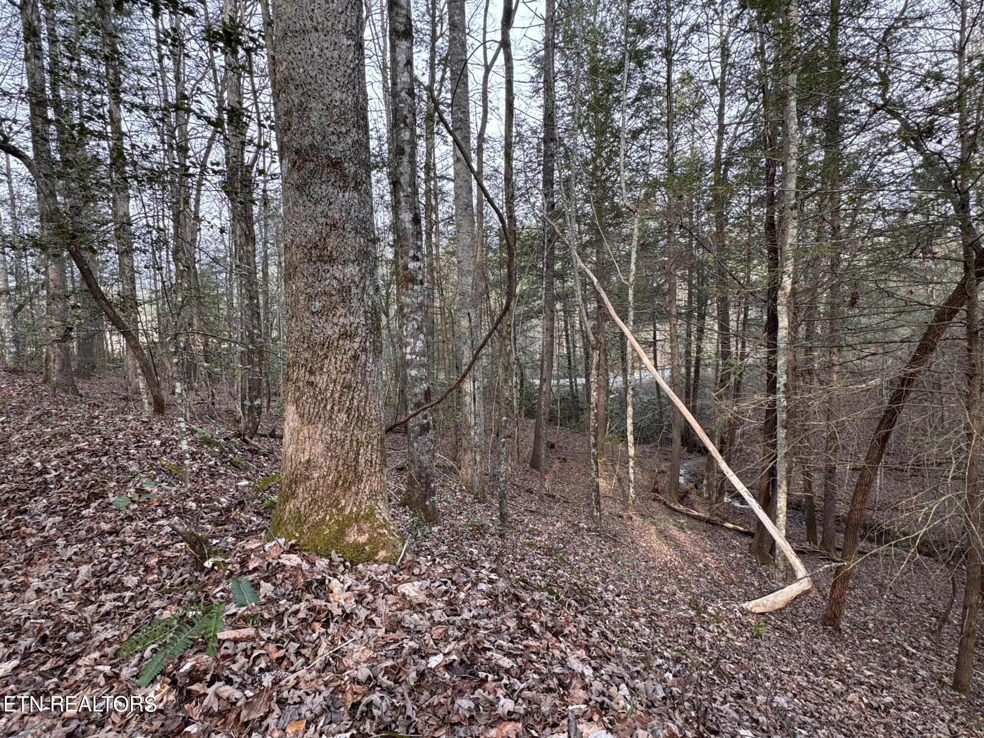 Hollow Lane Oneida, TN 37841 - Photo 15 of 30 IMG_7076