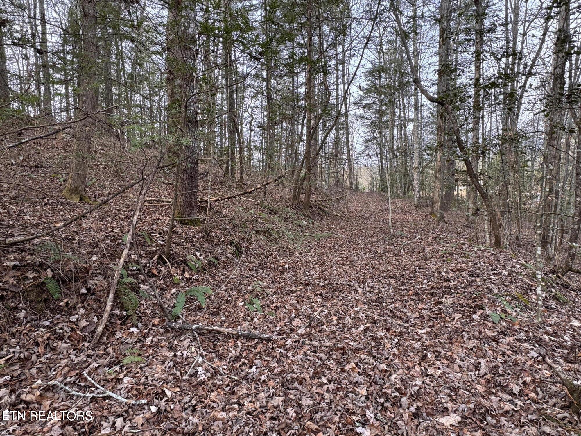 Hollow Lane Oneida, TN 37841 - Photo 16 of 30 IMG_7077