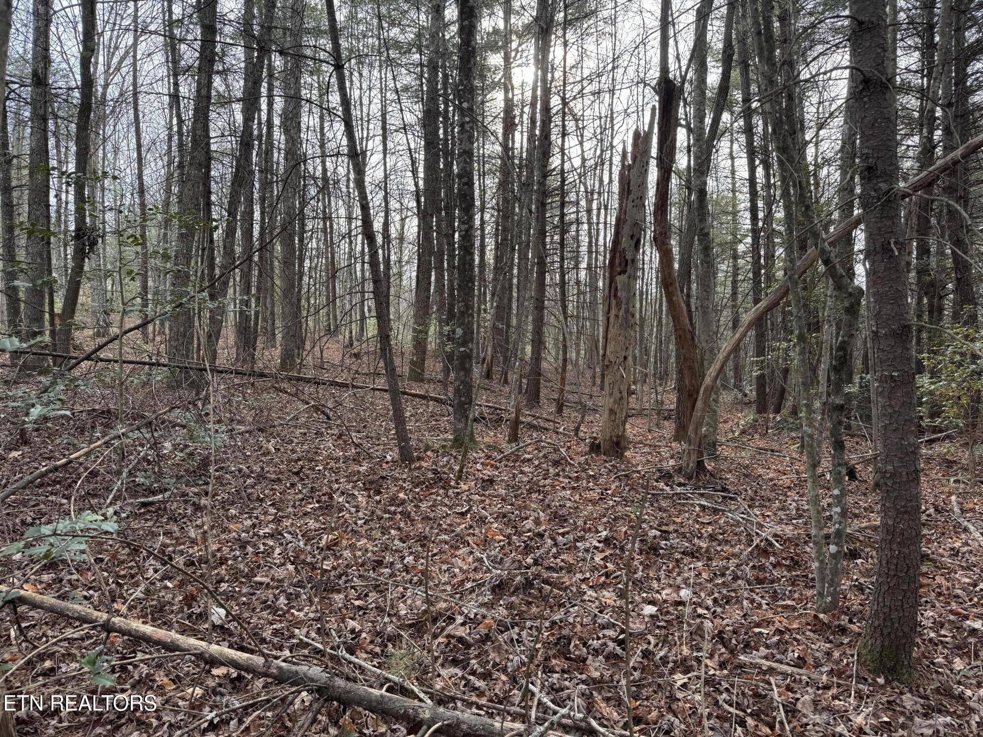 Hollow Lane Oneida, TN 37841 - Photo 18 of 30 IMG_7079